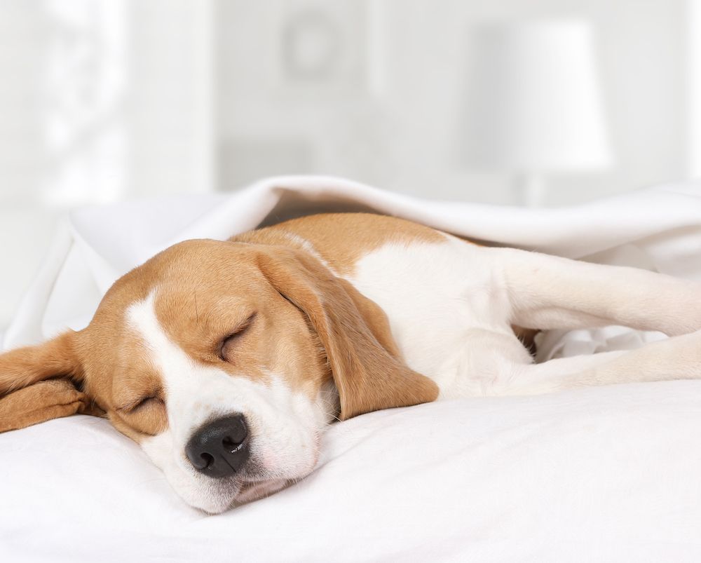 To Sleep, Perchance to Dream